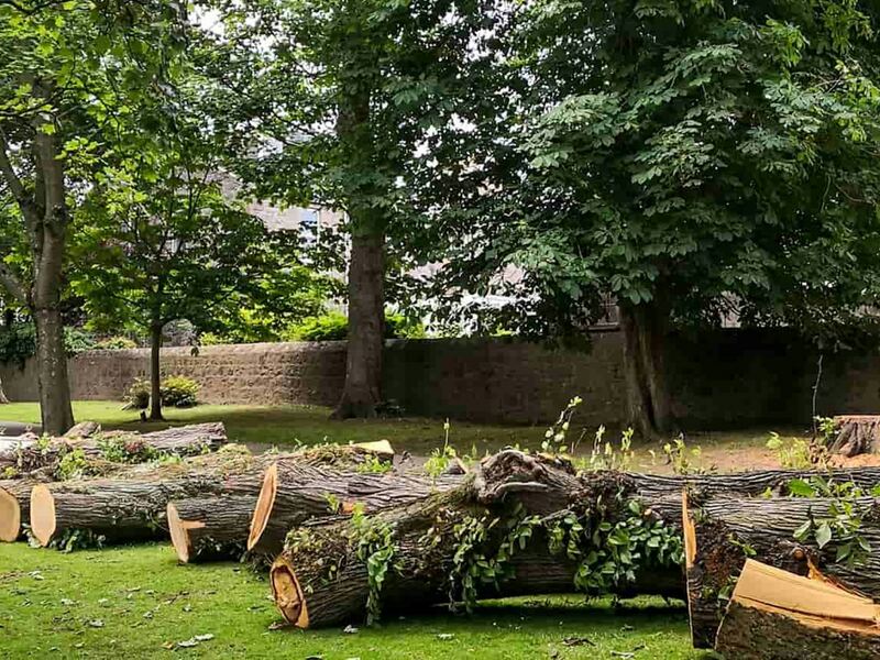 Troncs d’arbre coupés en tronçons sur une pelouse